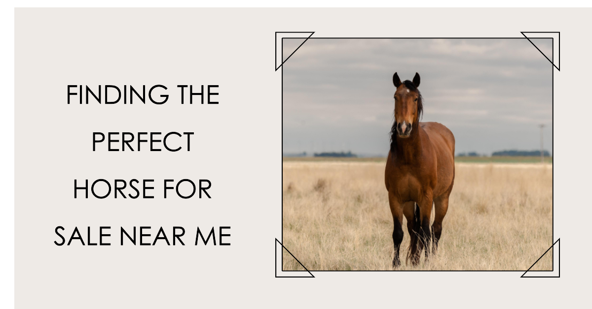 Finding The Perfect Horse For Sale Near Me